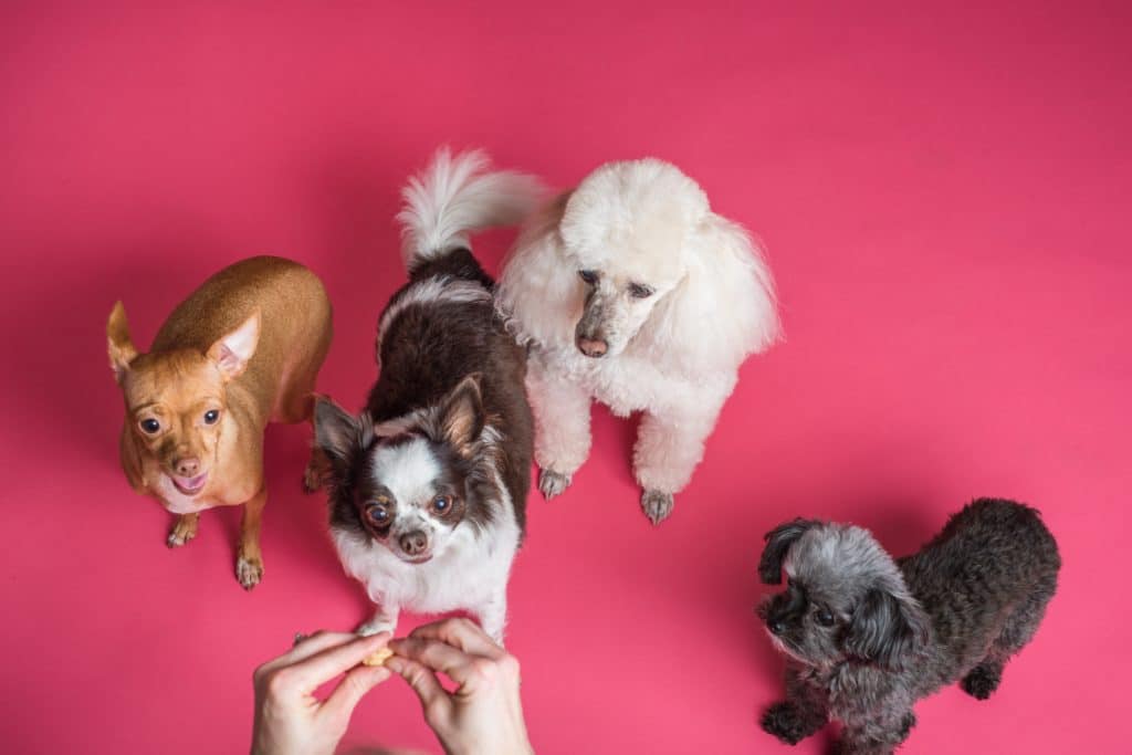It goes beyond just feeding and walking these cute dogs to be a responsible pet parent.