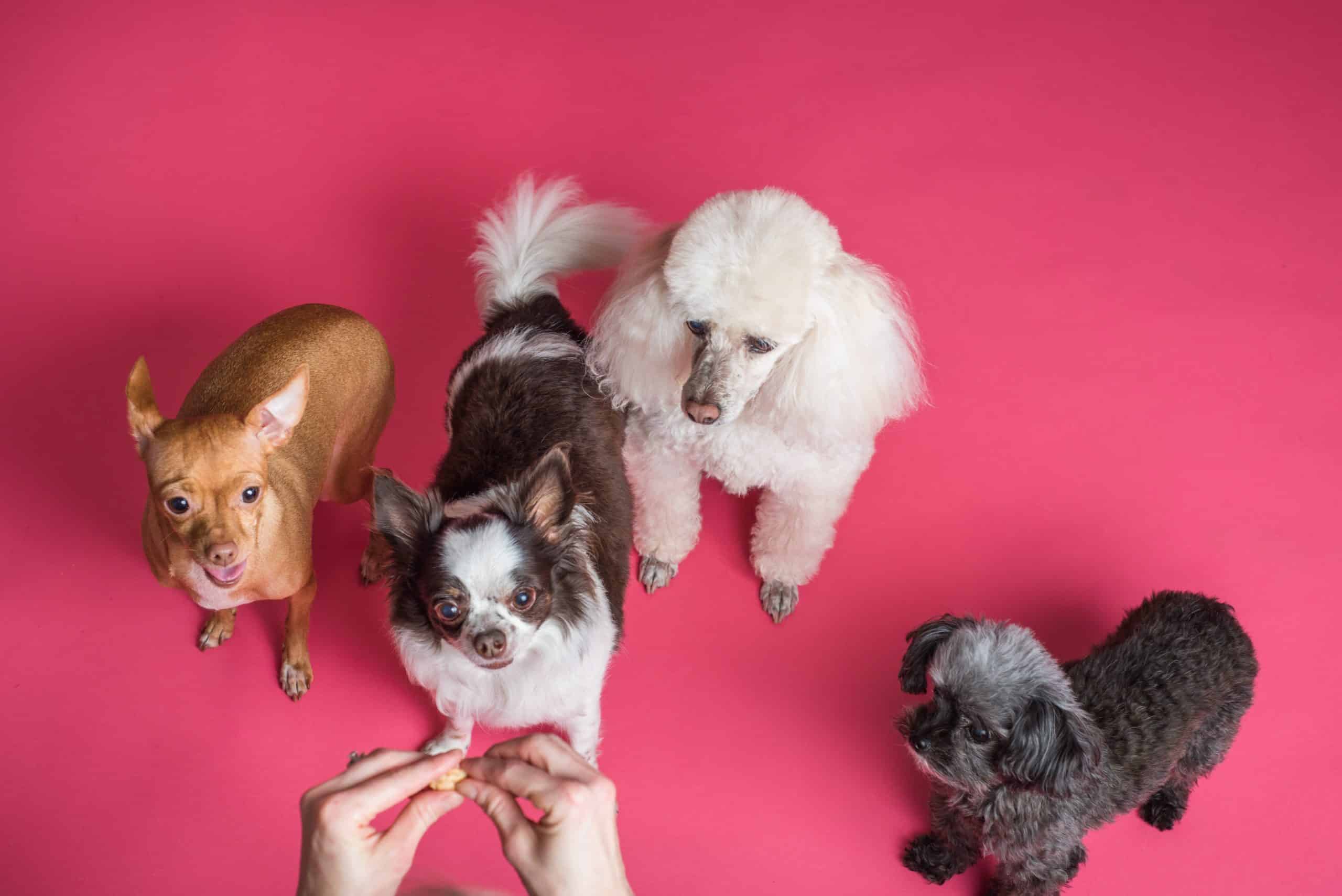It goes beyond just feeding and walking these cute dogs to be a responsible pet parent.