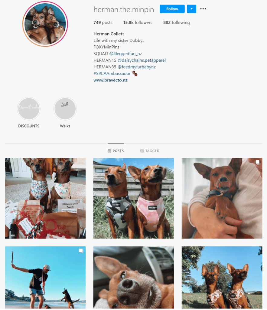 5 Dog Instagram Pages to Follow PD Insurance NZ