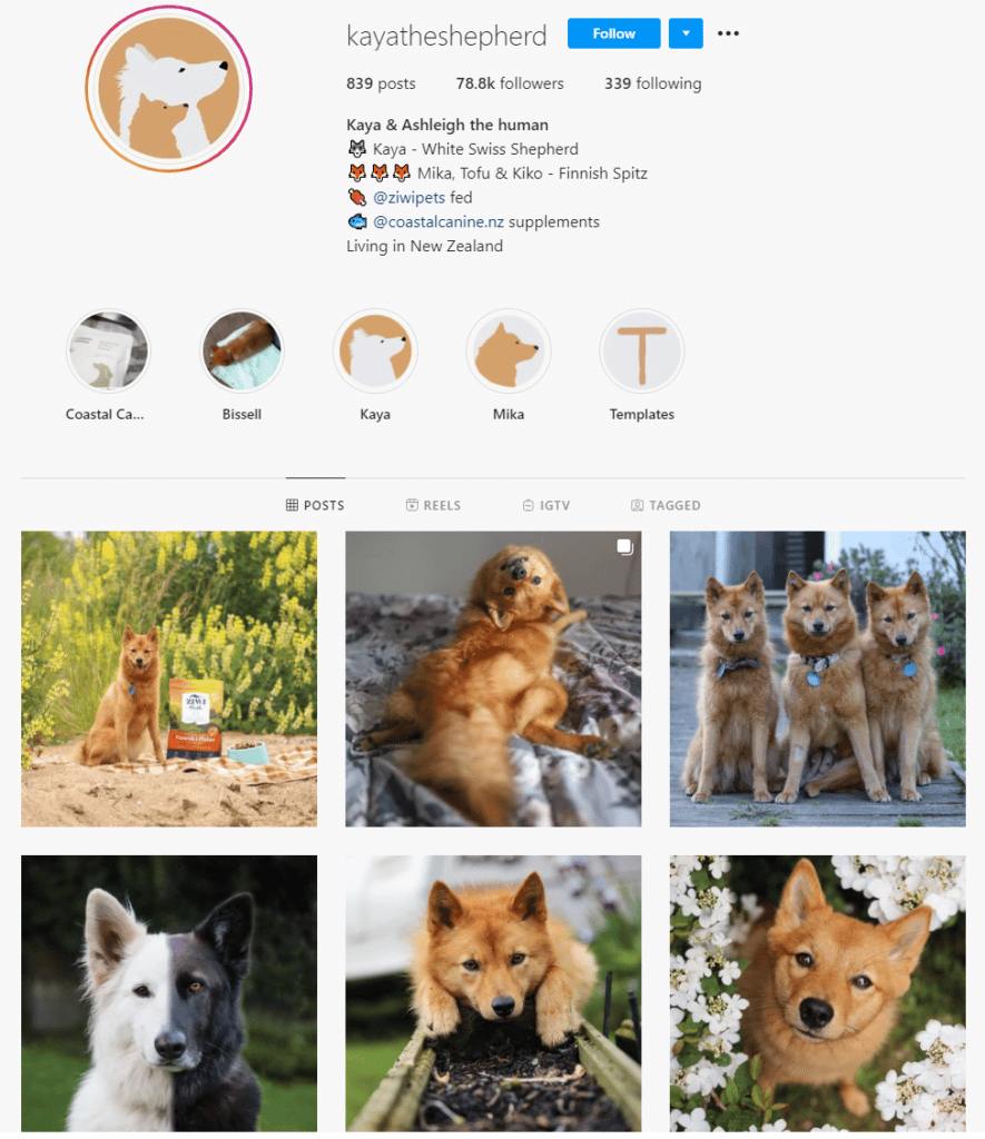 5 Dog Instagram Pages to Follow PD Insurance NZ