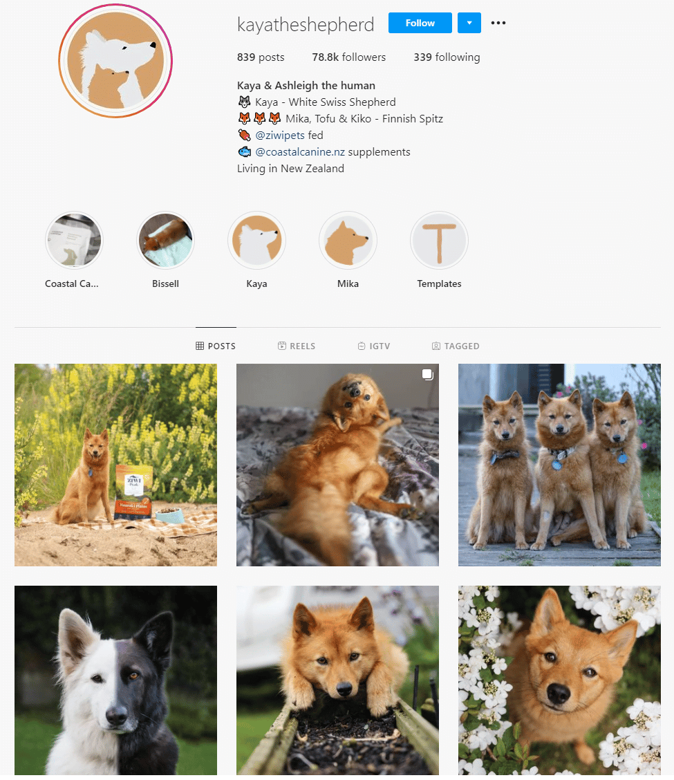 5 Dog Instagram Pages to Follow PD Insurance NZ