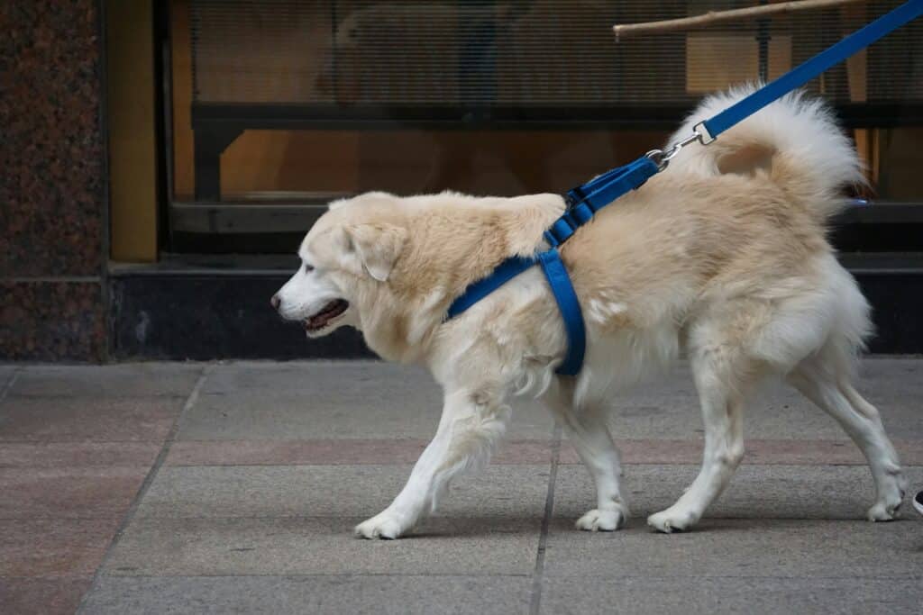 A leashed dog walking on a city sidewalk with its lead in hand.
