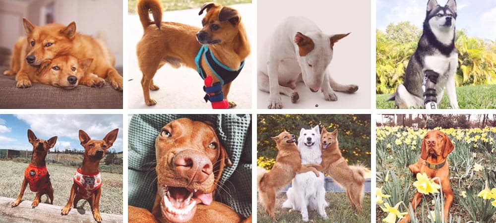 Dogs on Instagram