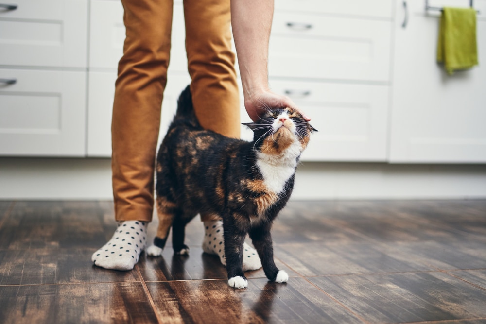 A person wearing socks with polka dots pets a furkid on the head in a kitchen with white cabinets and wooden floor, wondering, "how do I know if my feline imprinted on me?