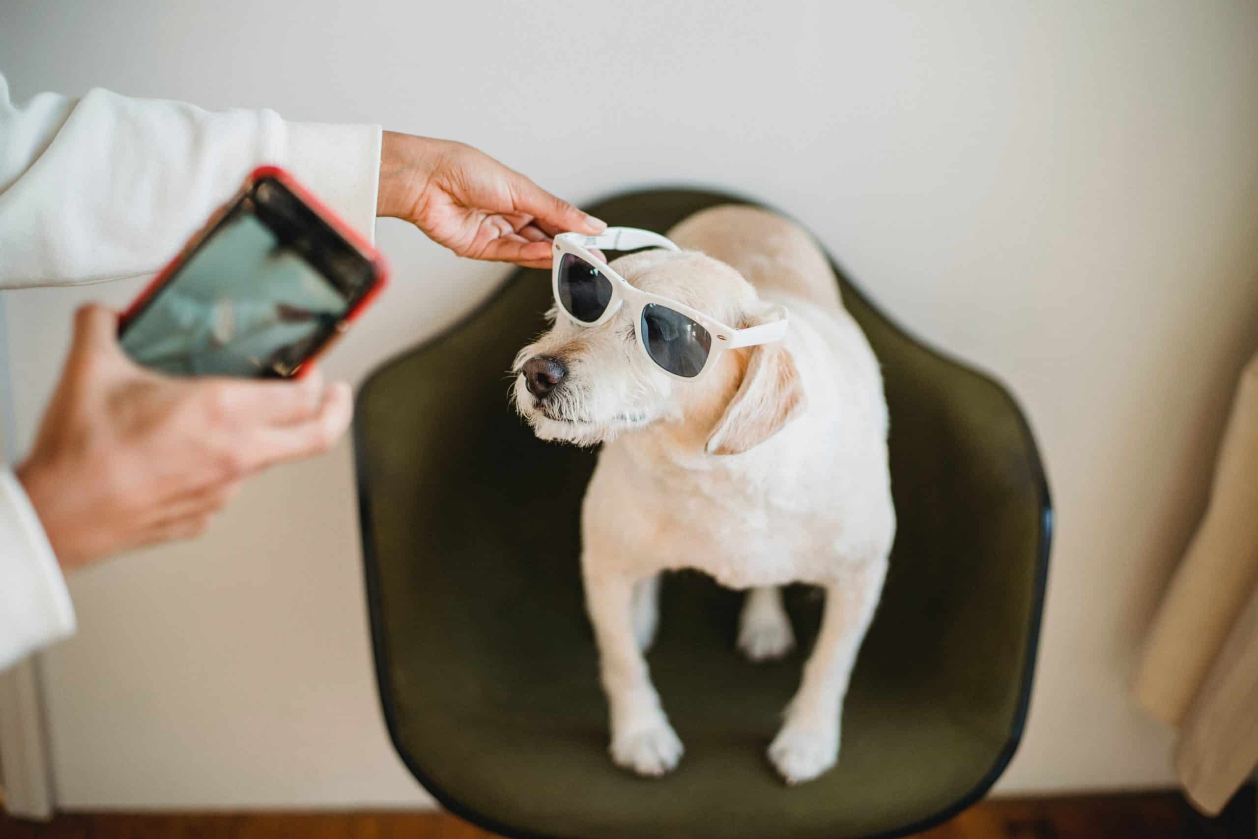 Dog owner takes picture of white dog with sunglasses for Instagram.