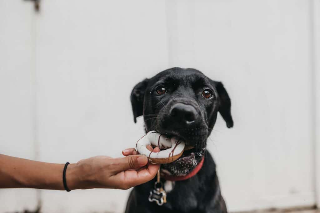 Have you heard of dognuts? This black dog has!