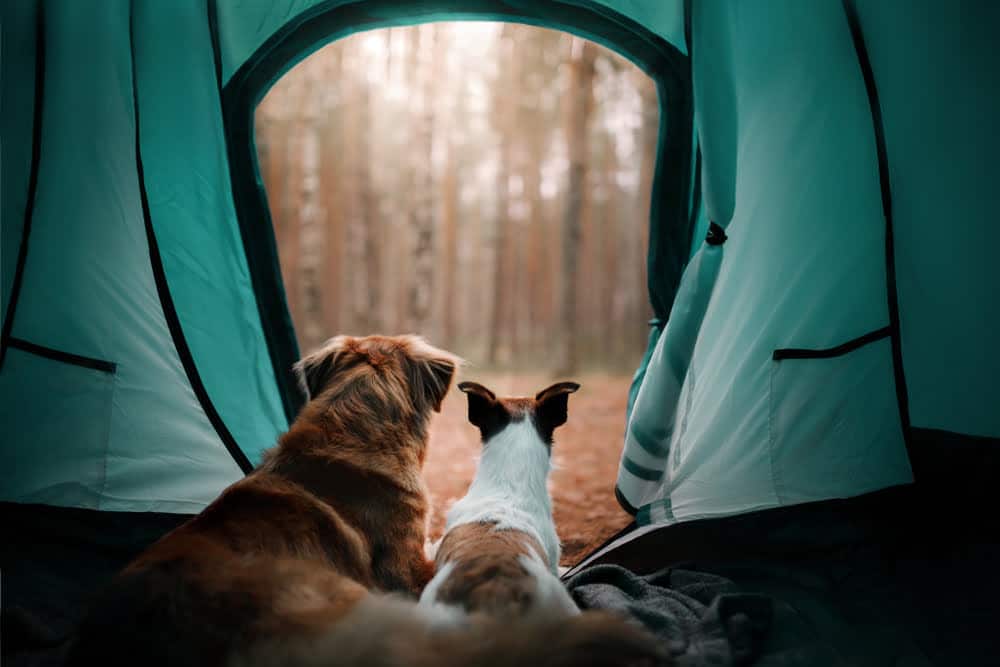 Tips For Travelling With Pets