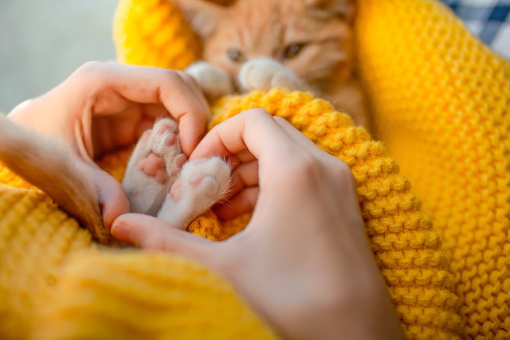 A person shapes a heart around a kitten’s paws while the kitten, wrapped in a yellow knitted blanket, gazes up—leaving you to wonder, can cats love you or is this how you know if your cat imprinted on you?.