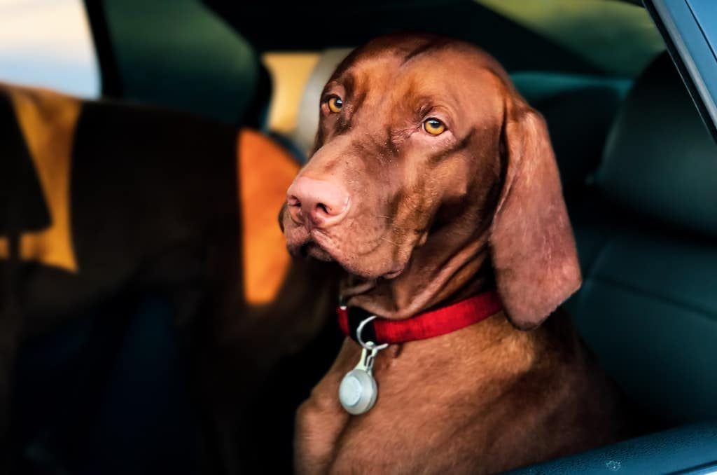 The key to stress-free car travel with this cute brown Hungarian Vizsla dog is planning and safety.