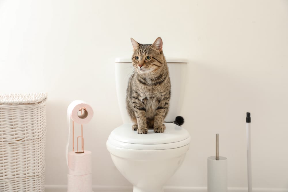 A tabby sits on the closed lid of a white toilet in a bathroom, with a pink toilet paper roll, a wicker basket, and a toilet brush nearby.