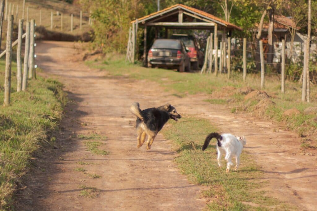 This blog will teach you how to train this dog not to chase this white cat.