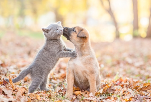 this grey cat and light brown dog are playing in autumn leaves, enjoying playtime for a dog and cat on Love Your Pet Day 2023