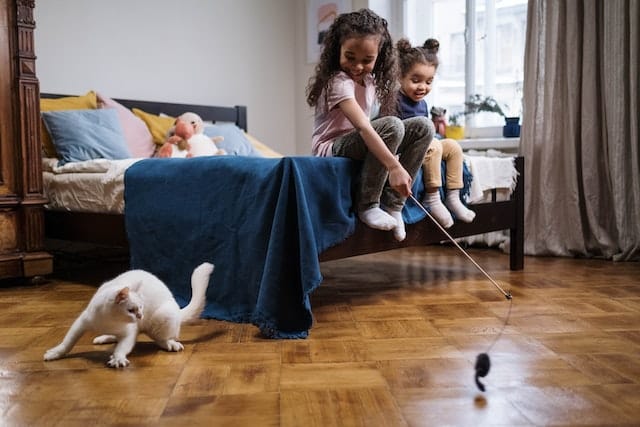 children play cat games with their white cat