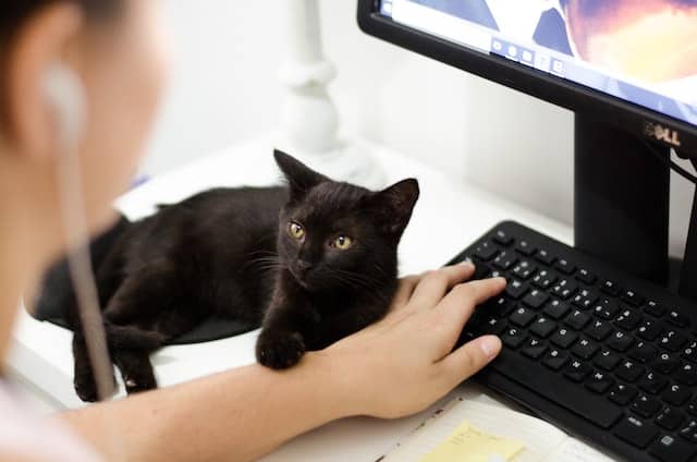 black kitten watches as owner buys online pet insurance 