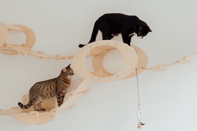 cats learn how to navigate a climbing game