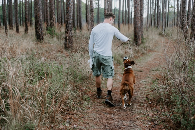 Man walks his dog in the woods on the South Island and wonders whether you can ever put a price on the happiness pets bring