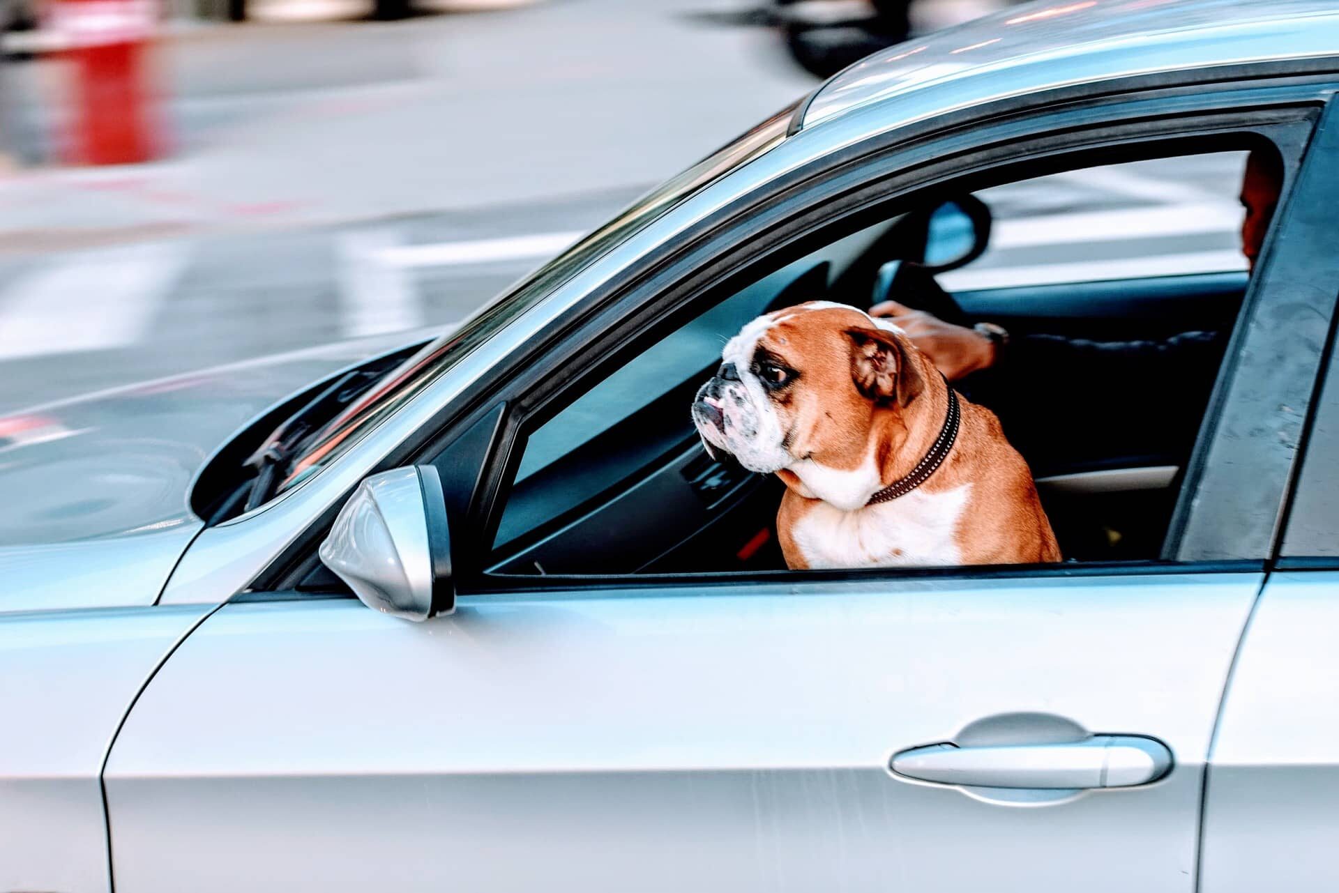 A happy pug dog enjoys a ride in a pet-proofed car.