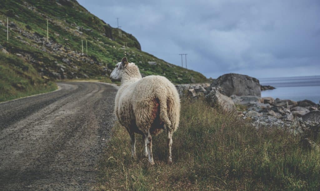 Drive slow so as not to hit an animal like this sheep while driving.