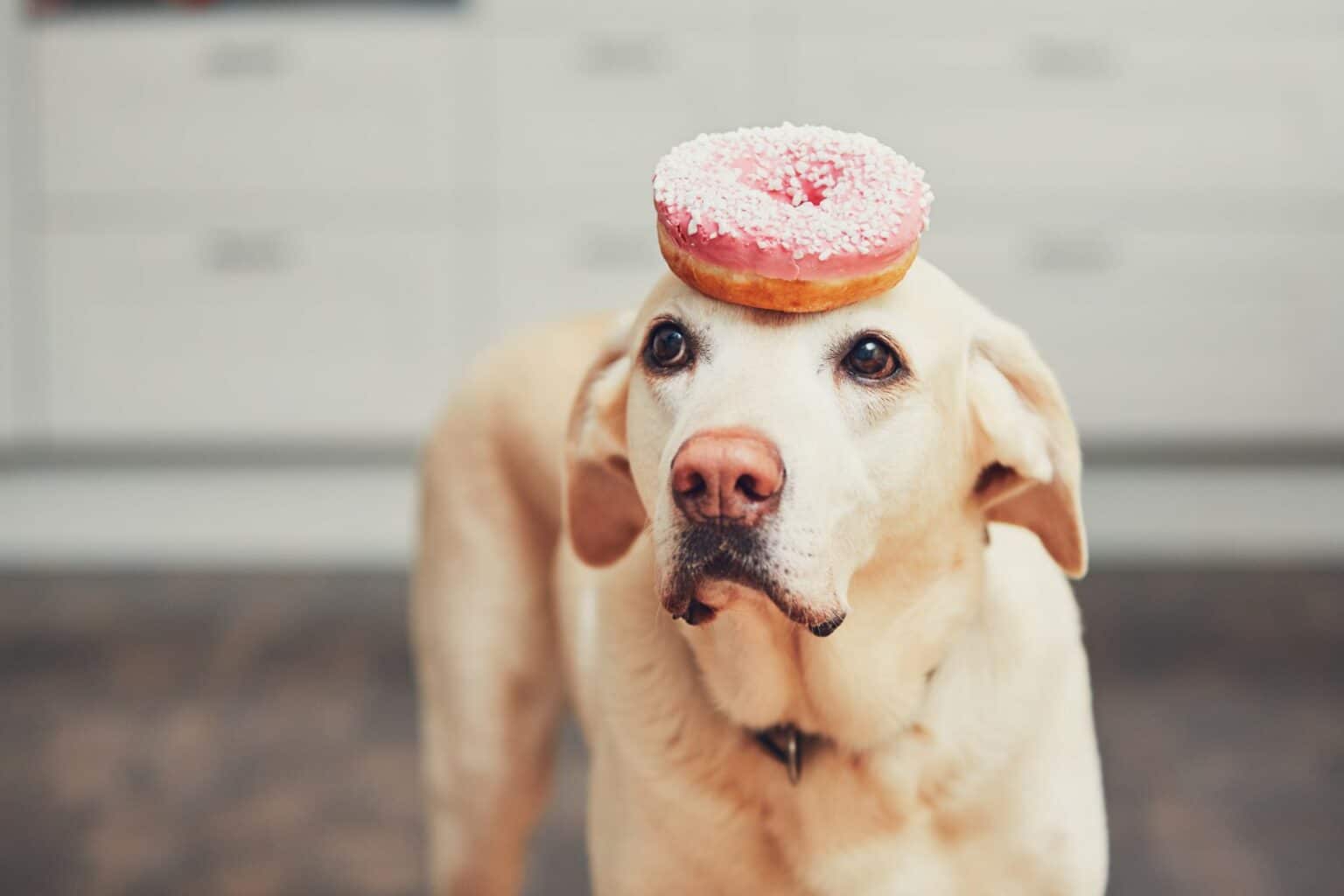 Try This Delicious ‘Dognut’ Recipe! PD Insurance NZ