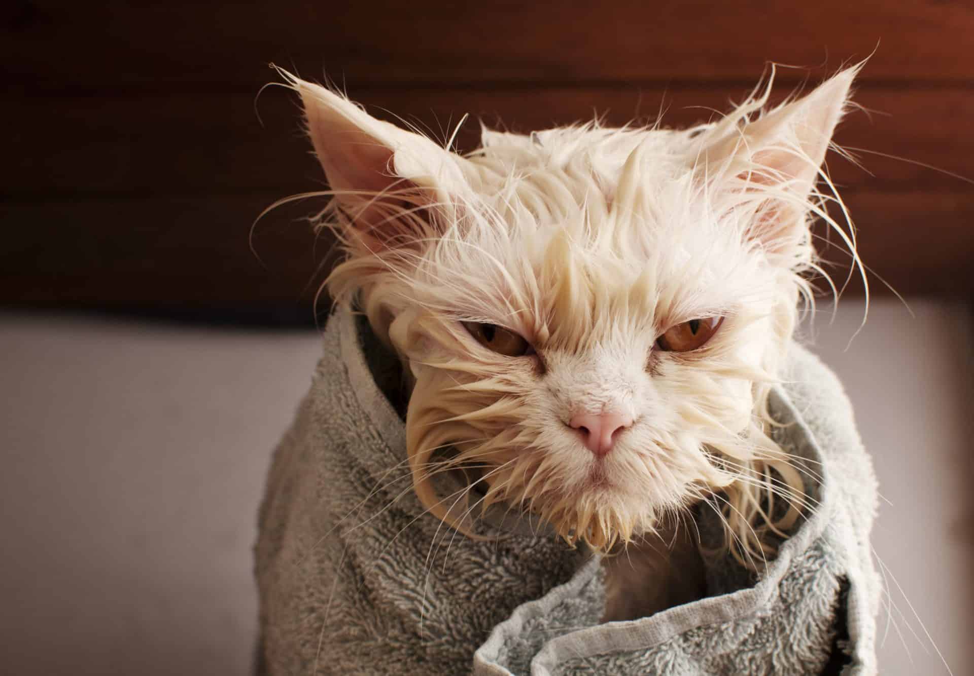Bath a cat