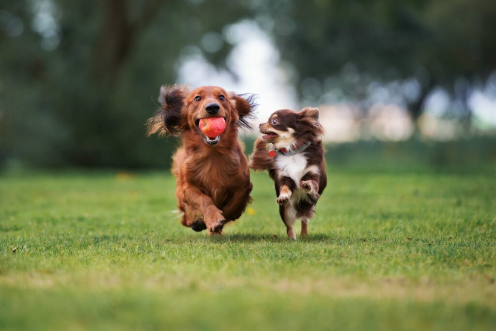 playtime with a ball helps mentally stimulate a dog and his puppy pal