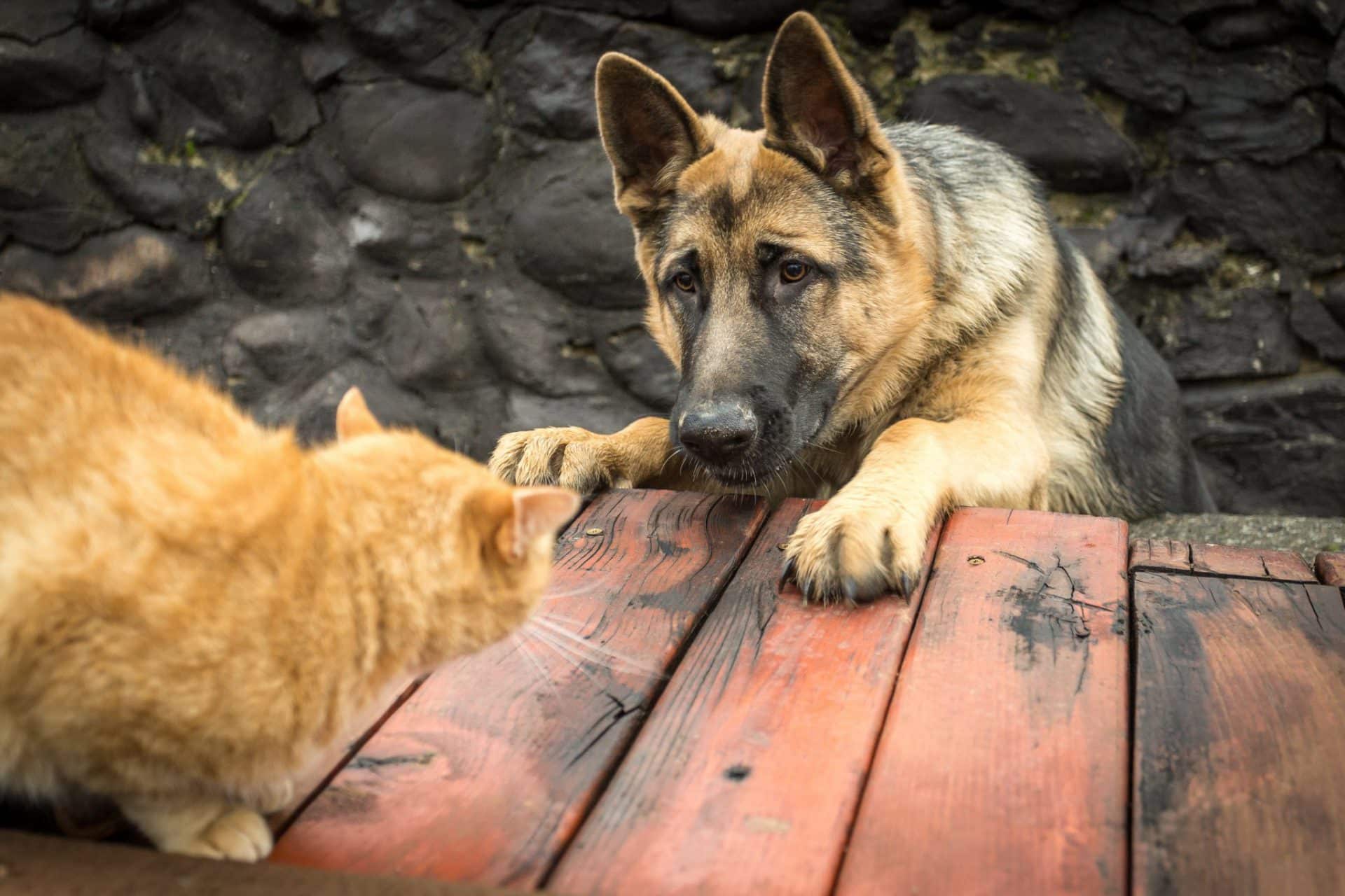 Why Dogs Chase Cats and How You Can Help PD Insurance NZ
