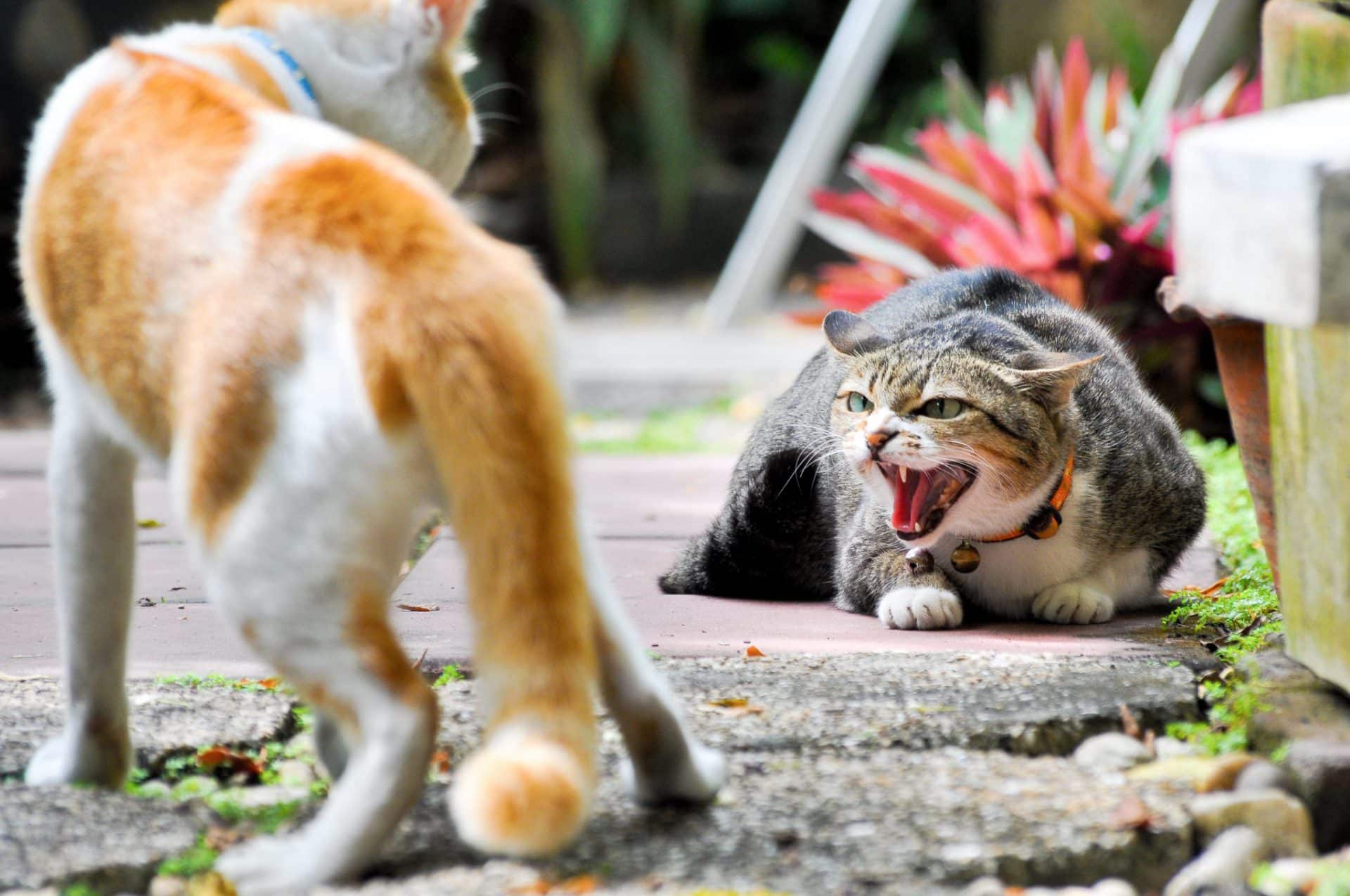3 ways to break up a cat fight
