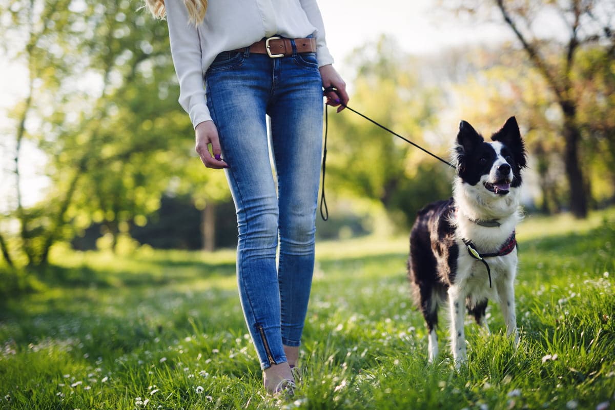 Use the DIY Dog Walking Kit for puppy training