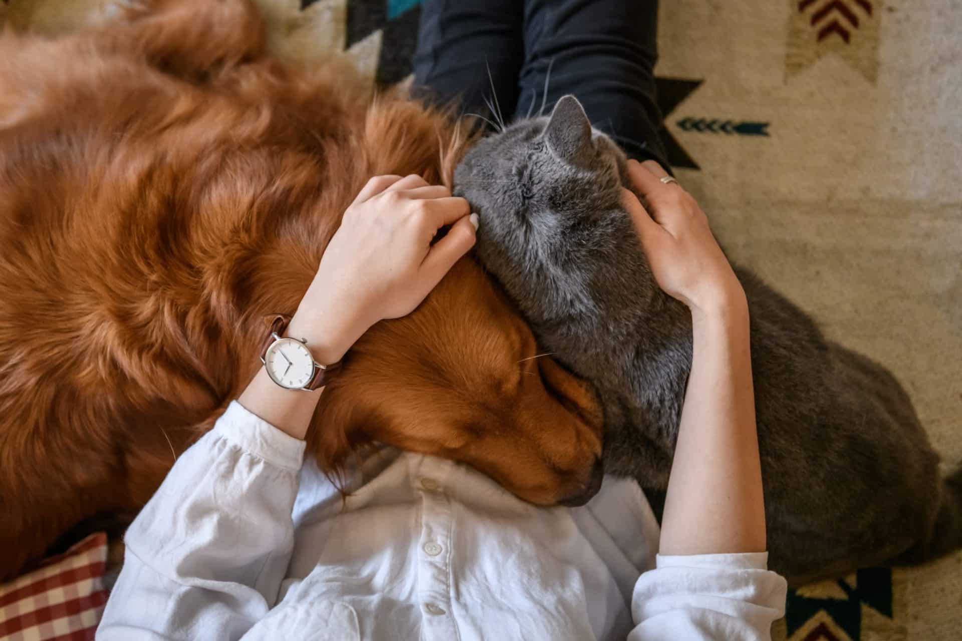 Pet Insurance