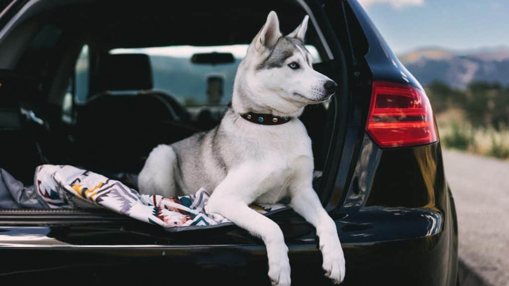 Pet proof your car so this Siberian Husky dog on a blanket doesn't make a mess.