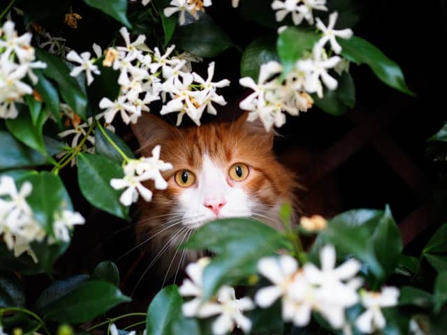 cat follows its it's human and even playfully stalks them