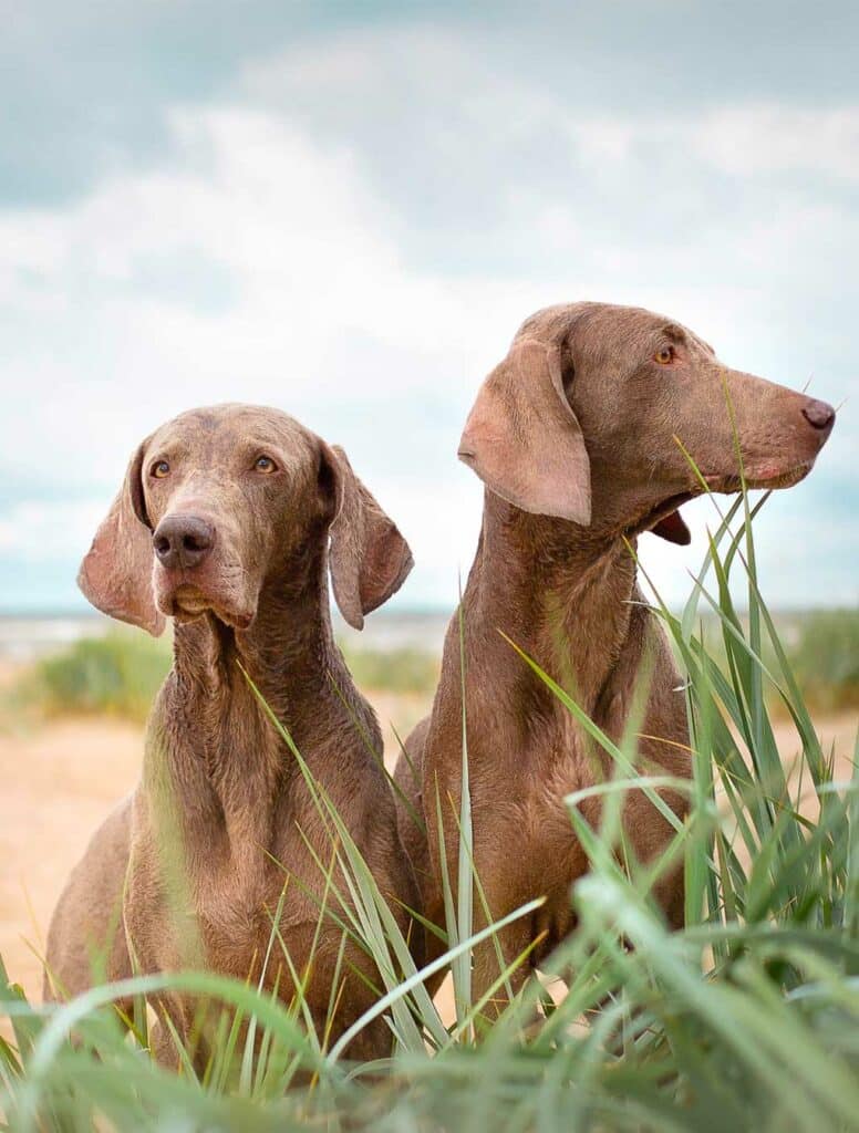 PD Insurance NZ | Pet Insurance Quotes | PD Insurance