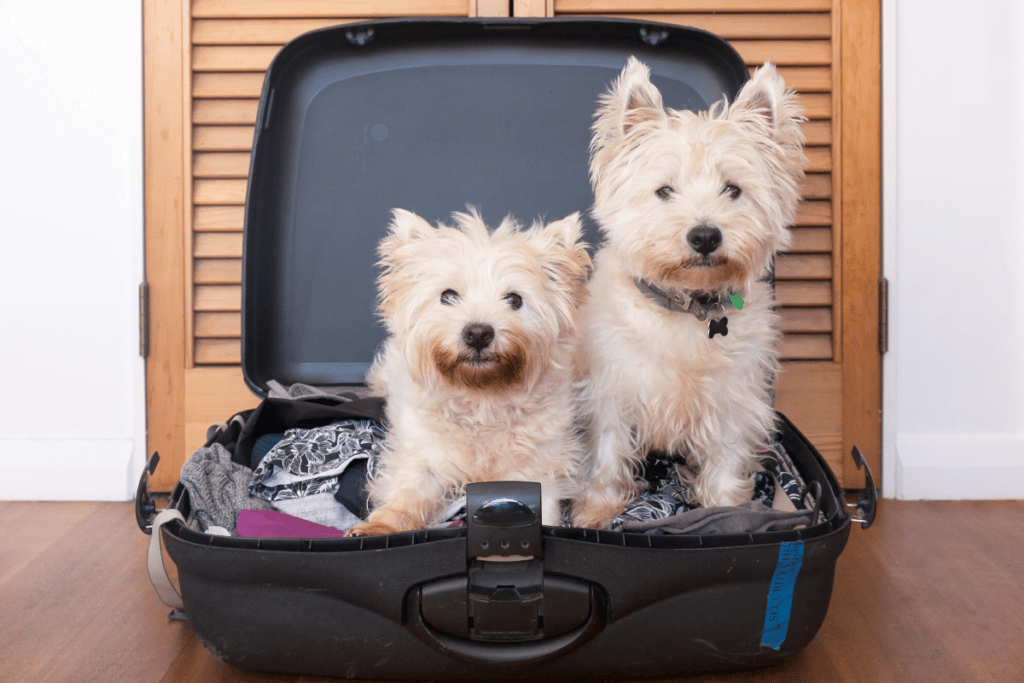separation anxiety in pets can mean dogs in suitcase