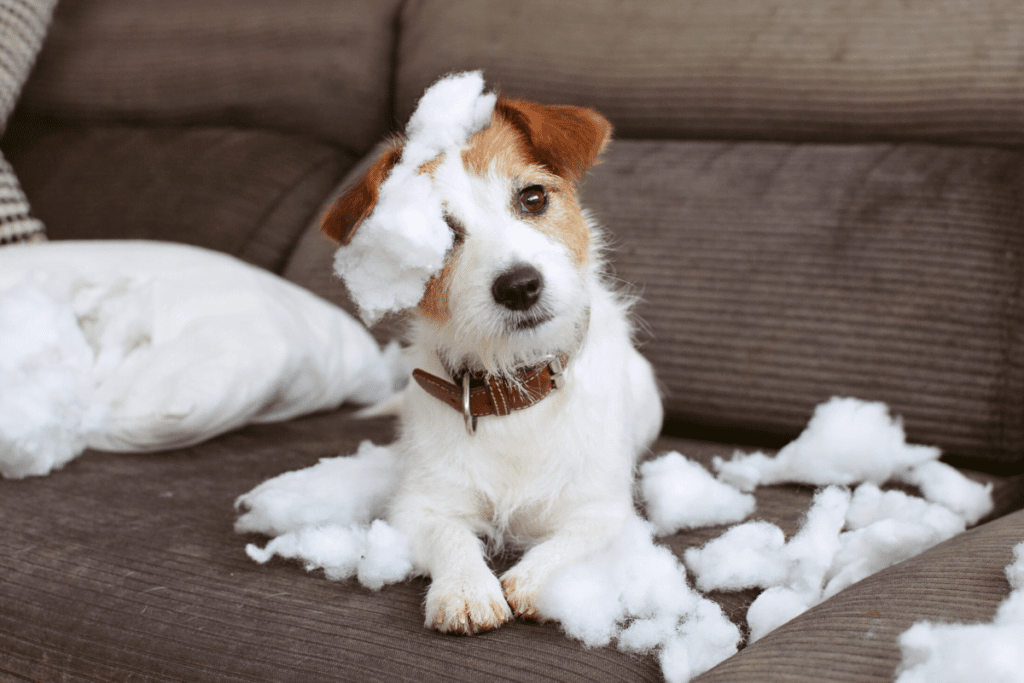 separation anxiety in pets can mean torn couches