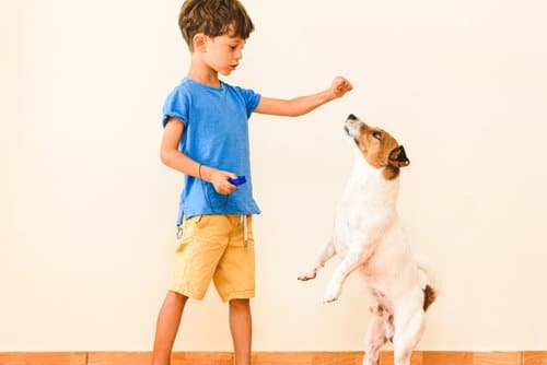 Boys uses easy dog training tips