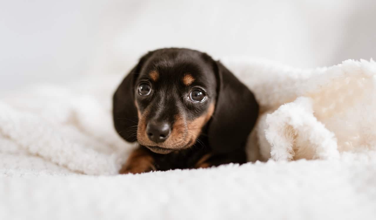 In winter, this puppy snuggles under blankets to keep warm.