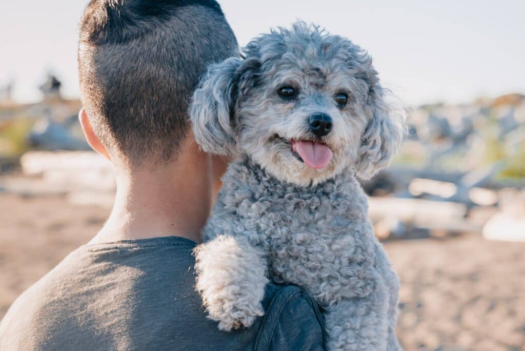 A person with short, dark hair holds a small, curly-haired gray dog on their shoulder outdoors, perhaps pondering findings from a recent pet cost survey.