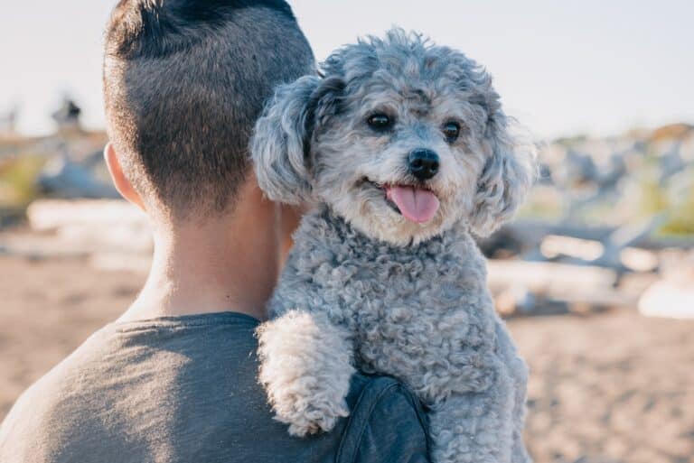 A person with short, dark hair holds a small, curly-haired gray dog on their shoulder outdoors, perhaps pondering findings from a recent pet cost survey.