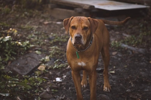 A lost dog. You may be wondering how to find a lost pet