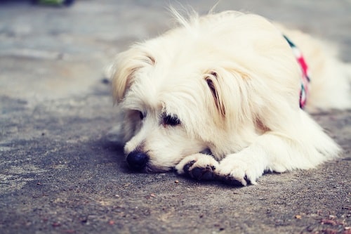 A lost white dog. A missing pet poster may help to find them.