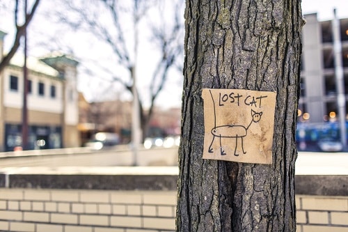 A missing pet poster