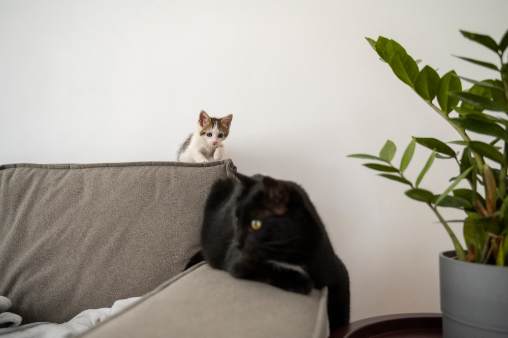 A small kitten peers over the back of a gray sofa while a black cat lounges nearby next to a green potted plant, showcasing the joys of renting with pets.
