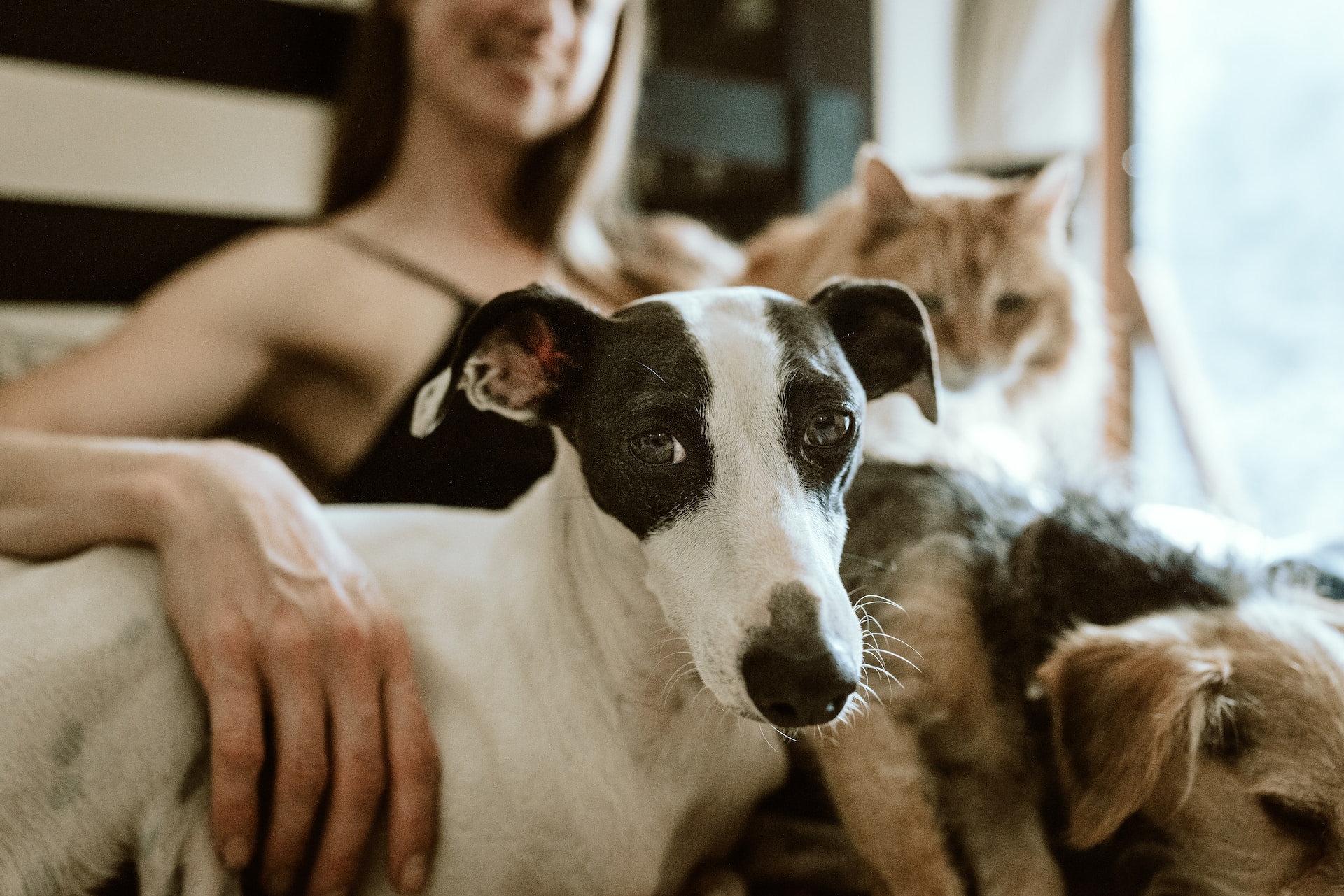 Pet parenting mistakes are easily avoided.