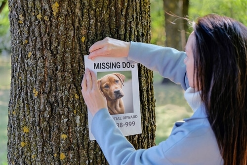 woman puts up a poster for her lost pet dog that's bolted during a roadtrip holiday