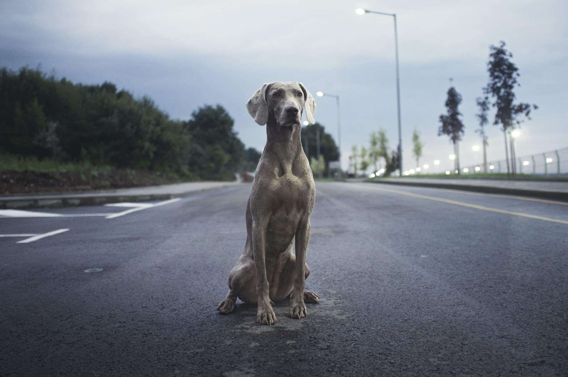 How to find your lost pet like this Weimaraner dog, on a holiday road trip.