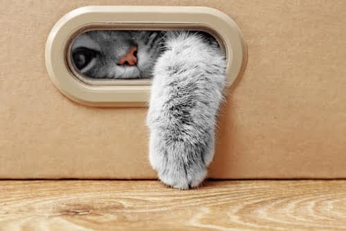 Understanding cat behaviour like sticking their paw through things