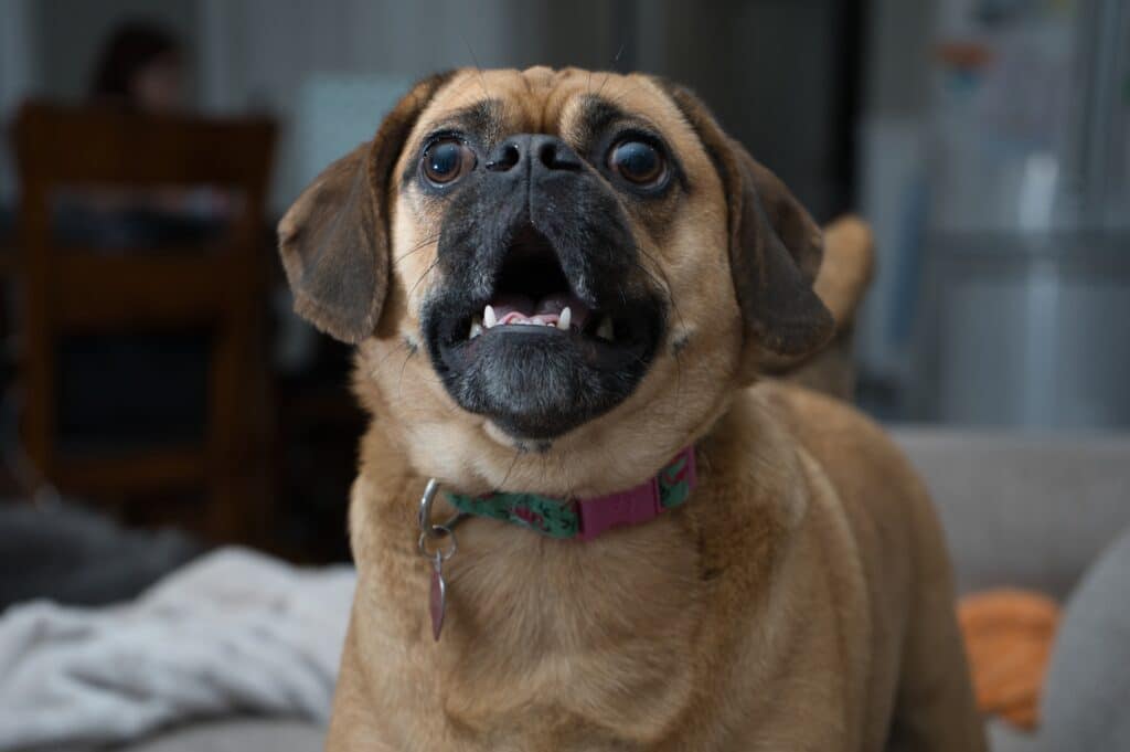 Why dogs bark is an interesting question with lots of answers.