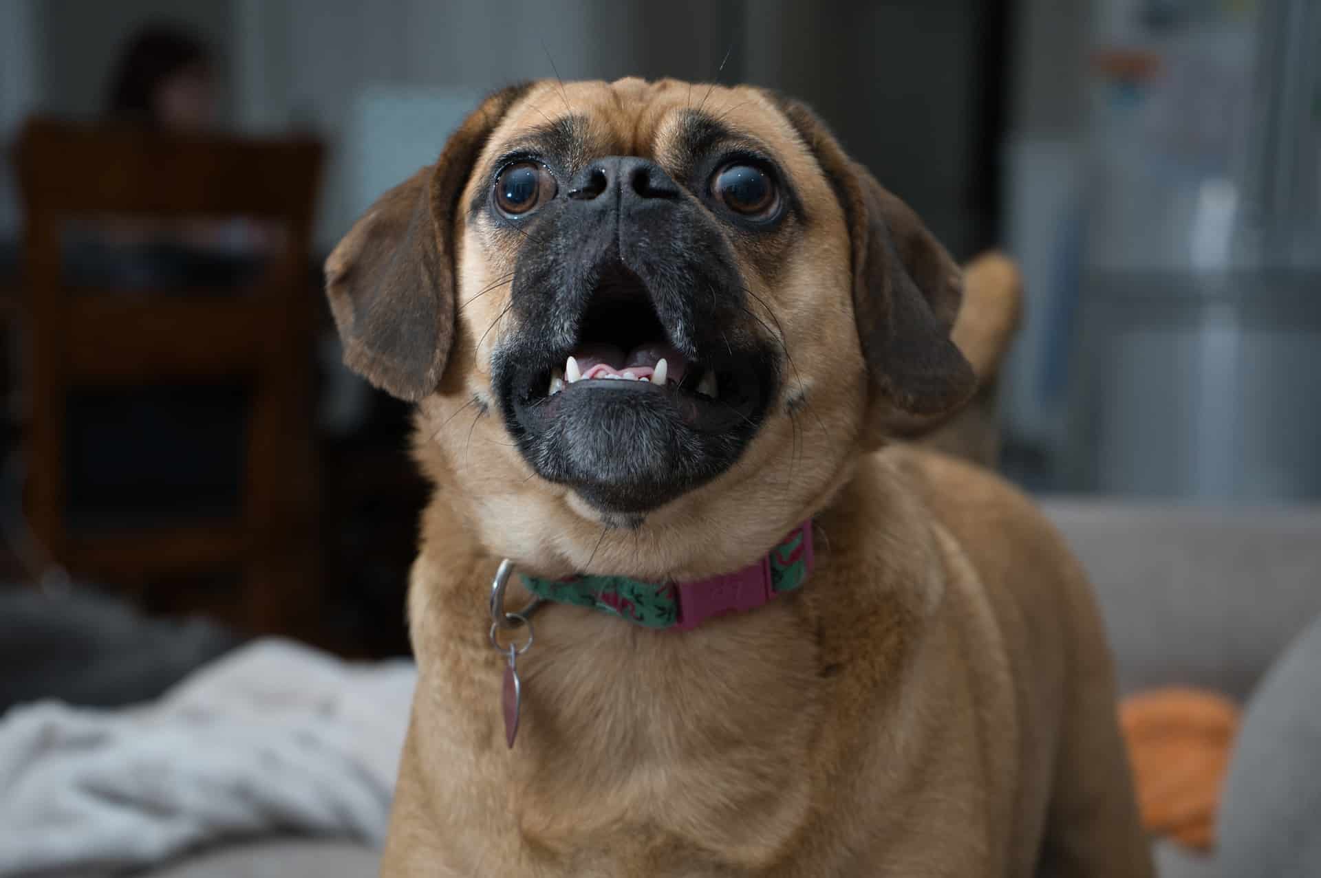 Why dogs bark is an interesting question with lots of answers.