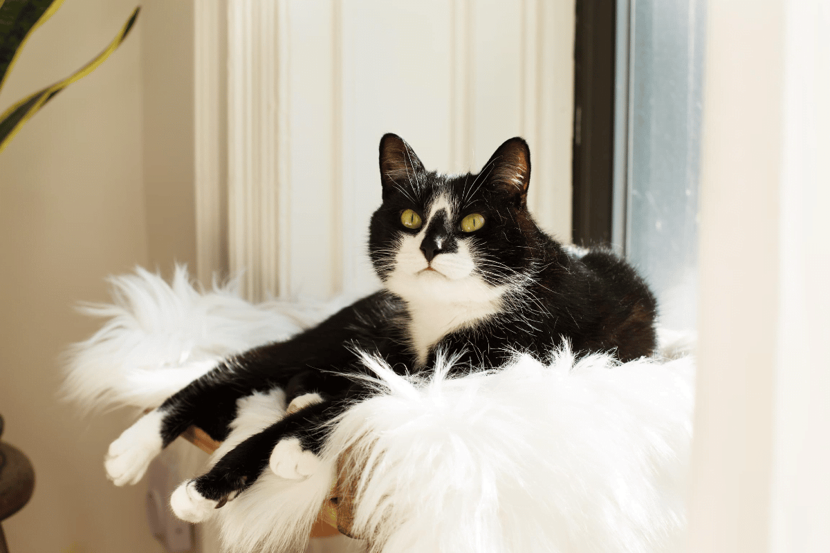a cat is one of the best pets for apartments