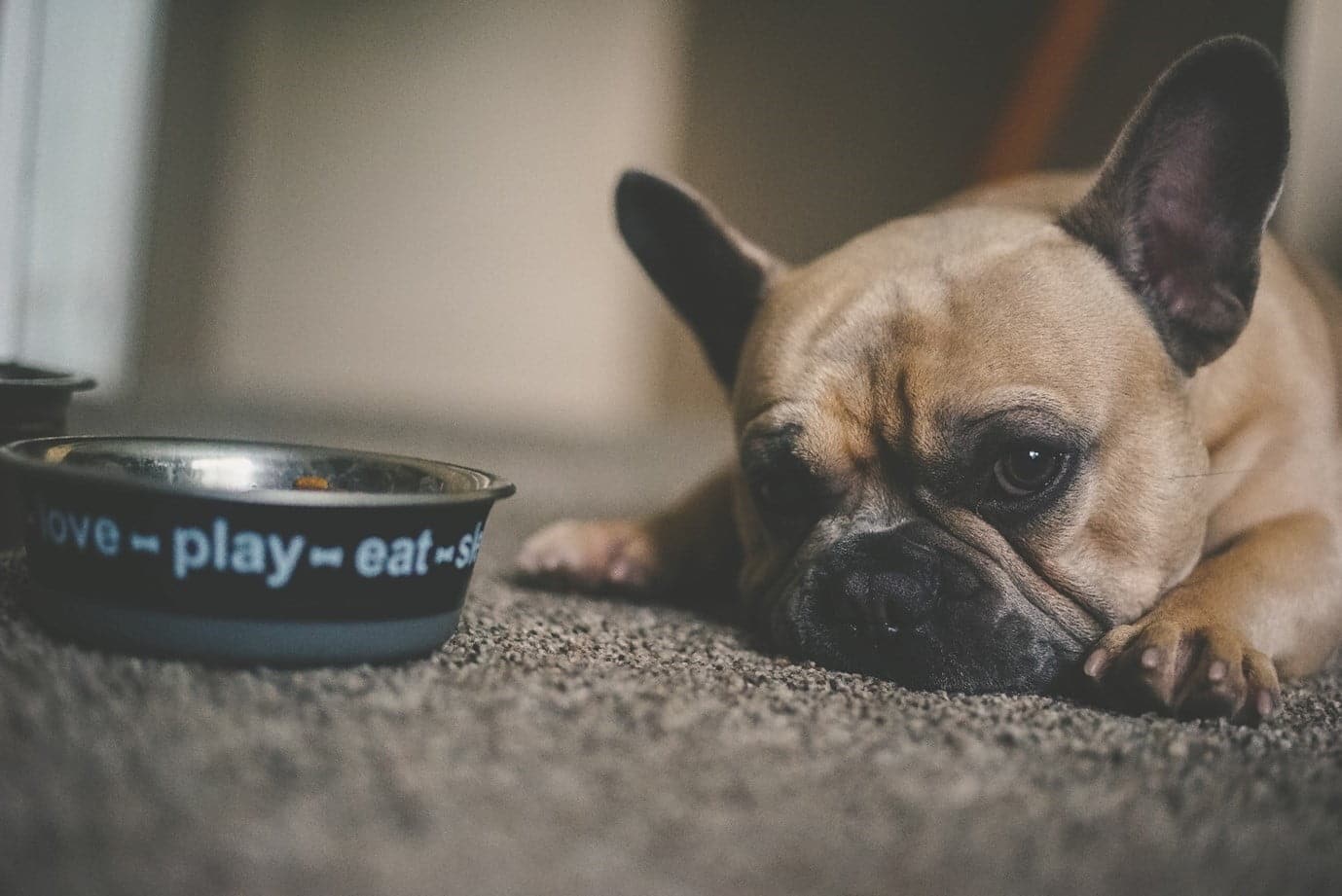 things that can poison your pet include common foods